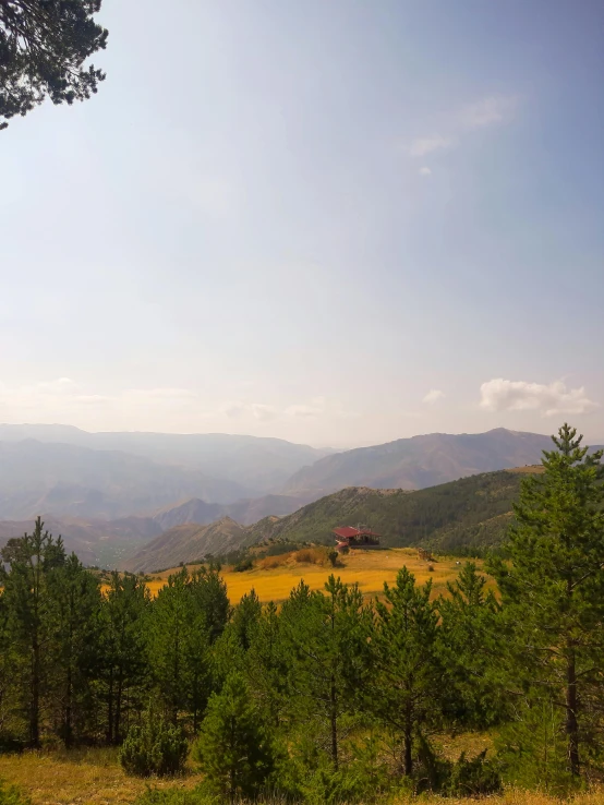 a hill with trees and yellow grass in the foreground