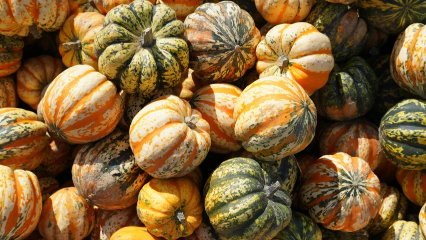 small pumpkins are piled together and ready to eat