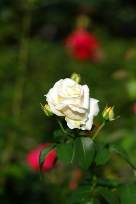 white rose on green stem with blurry background