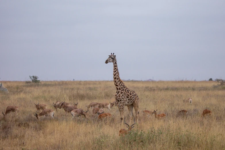 a giraffe walking on tall grass with animals