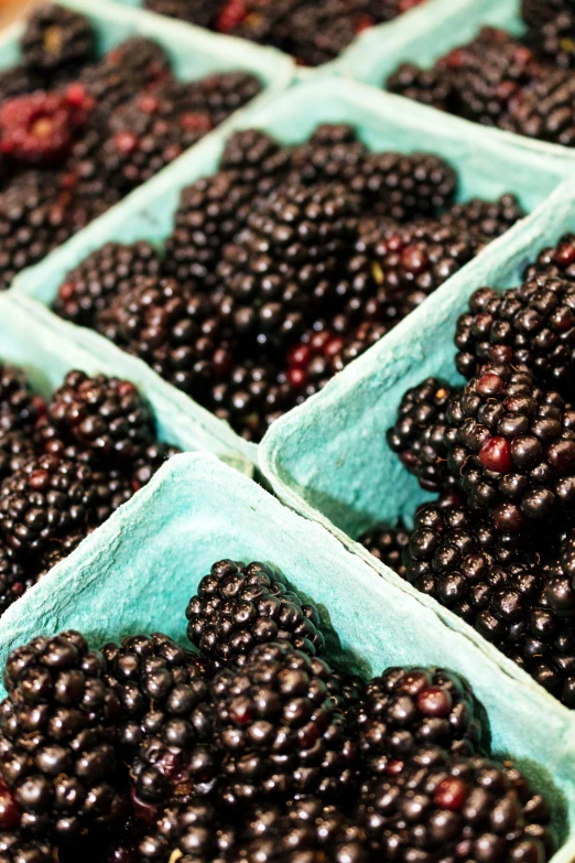 several boxes are filled with ripe blackberries