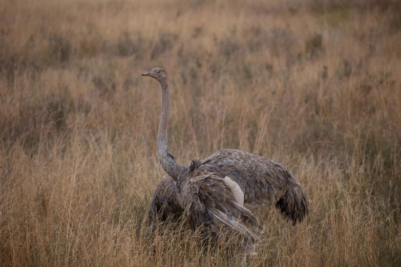 an ostrich in a field is looking for food