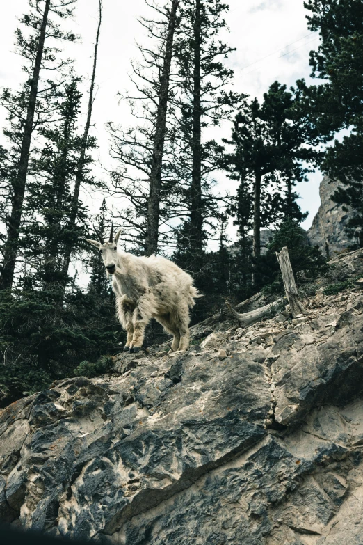 mountain goat climbing up steep hill with forest and clouds