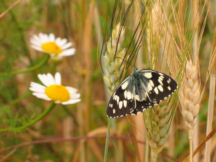 an insect that is sitting on a plant