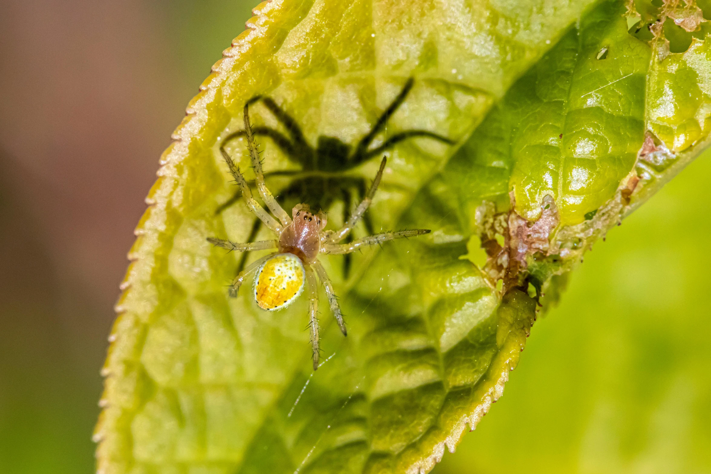 a spider is crawling on a leaf while it eats another spider