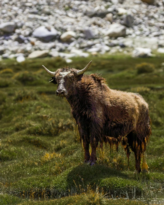 a buffalo stands in the field with mountains behind