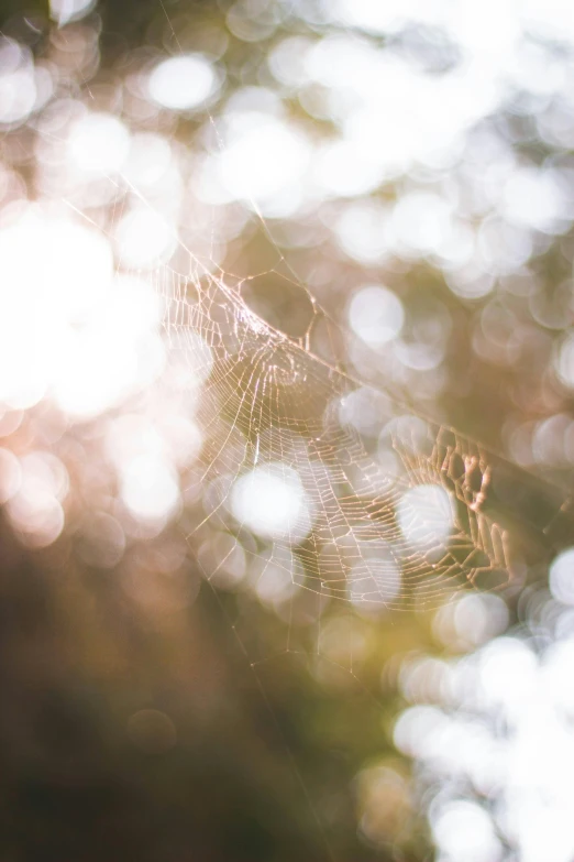 dew drops falling from the spider web