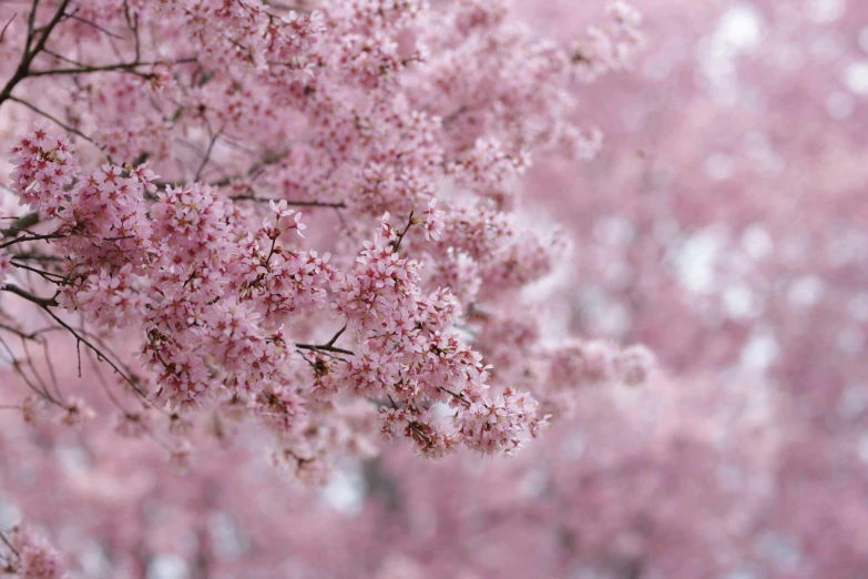 pink flowers blooming from the top of a tree