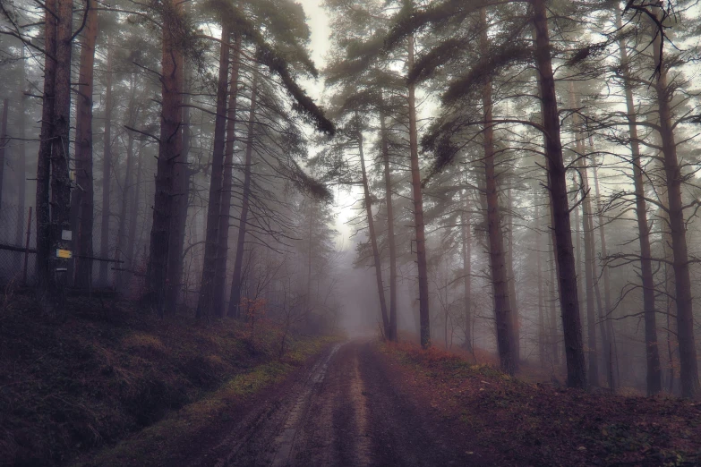 a forest filled with tall trees and grass