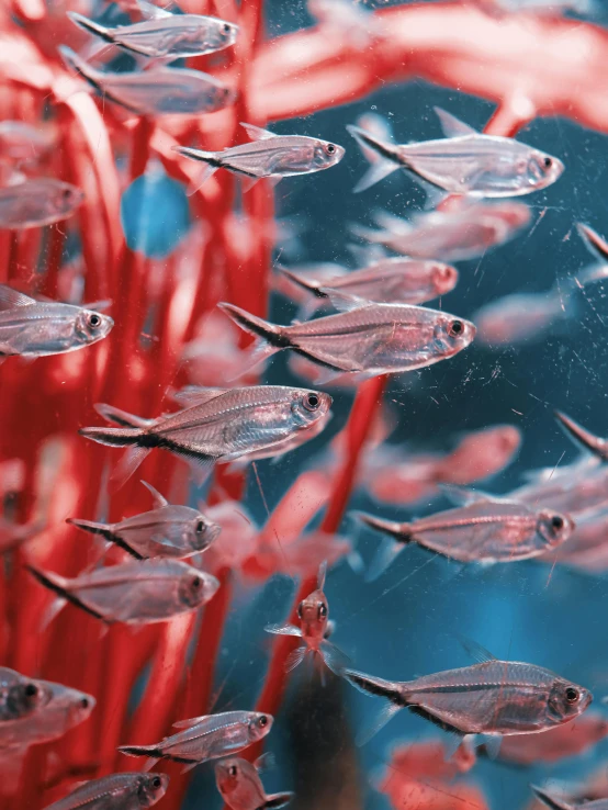 some small fish swimming in the water with a red thing above it