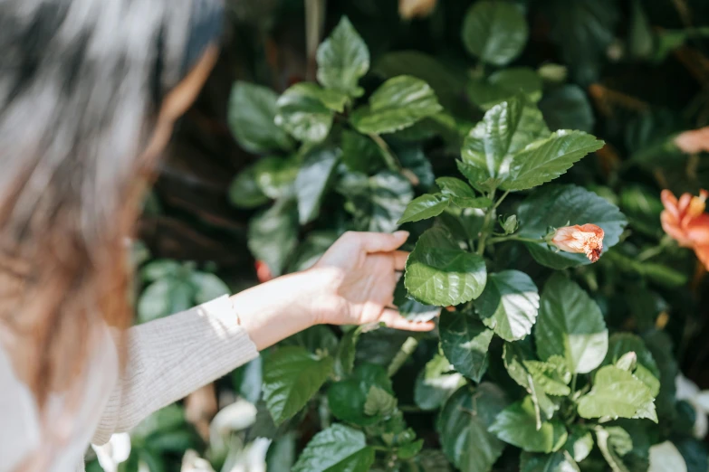 there is a hand reaching for a flower