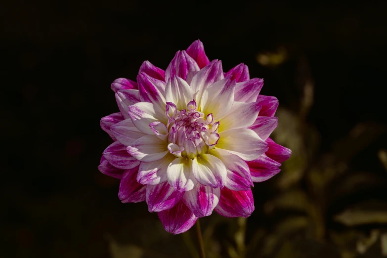 a close up po of a pink and white flower