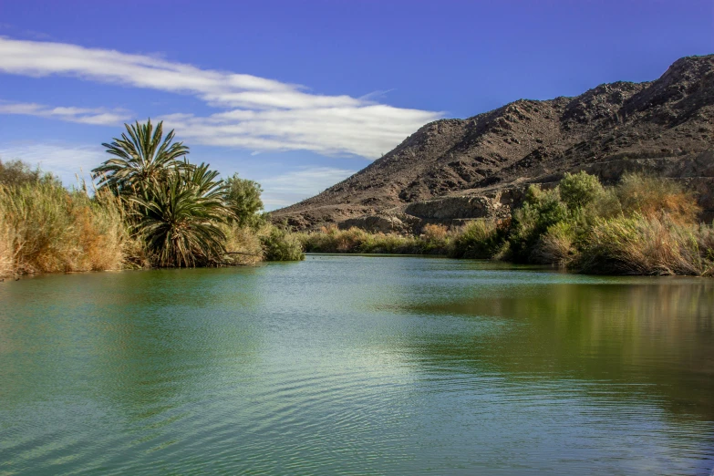 a river surrounded by trees and desert vegetation
