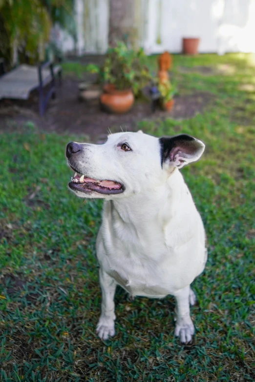 the white dog is sitting in the yard