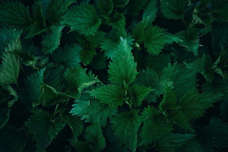 a close up view of leaves and water droplets