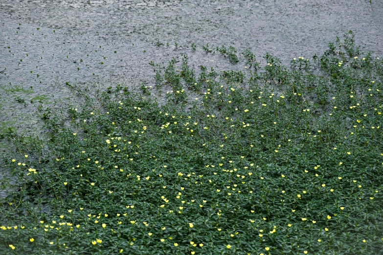 some yellow flowers on a bush next to the water