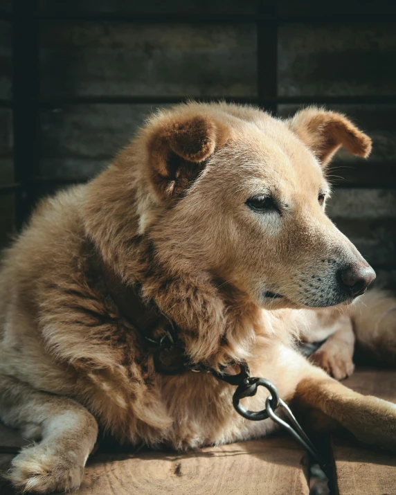 a dog laying on the floor with it's paw on a ball