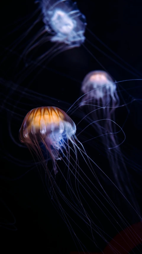 two jellyfish floating in water while one is looking at the camera