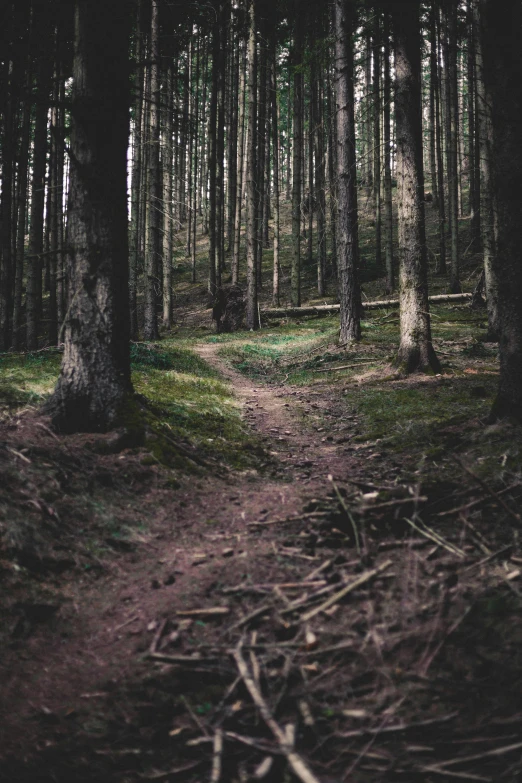 the sun shines on a trail through a dense forest