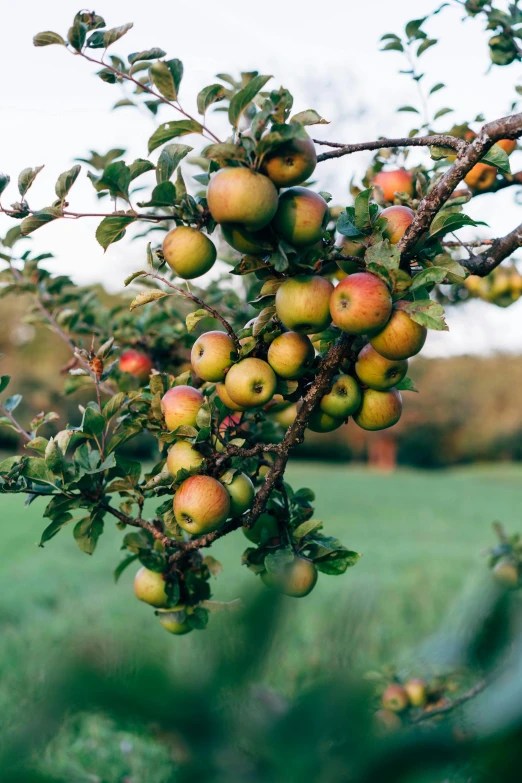 several bunches of apples hanging from a tree