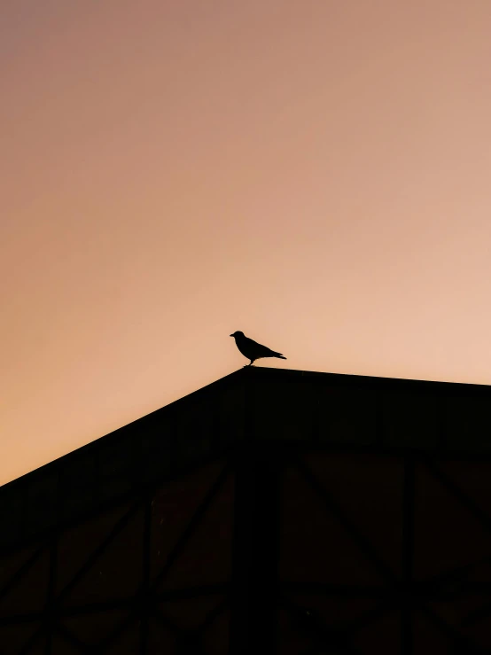 the silhouette of a bird sitting on top of a building