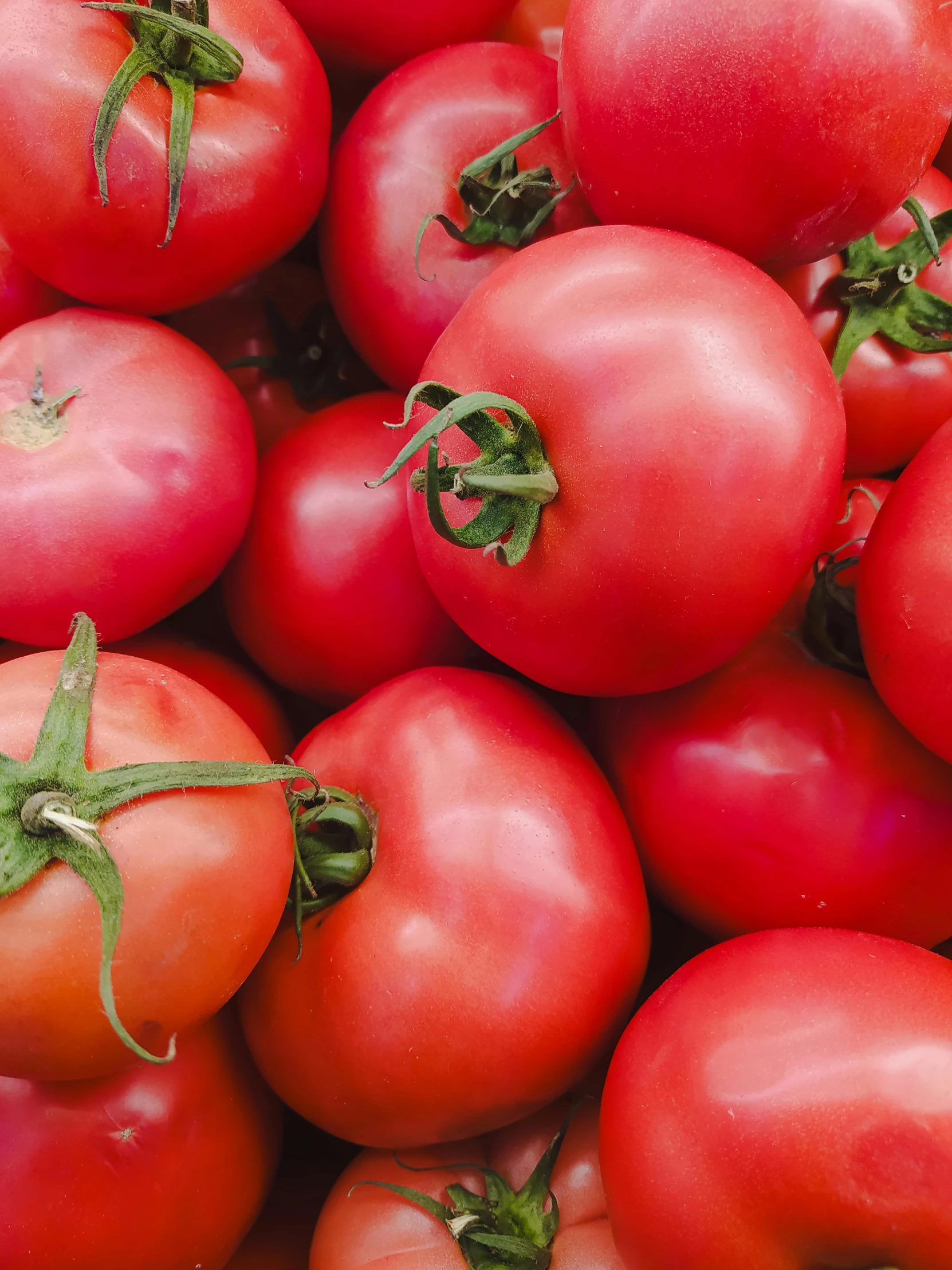 lots of red tomatoes are on display together