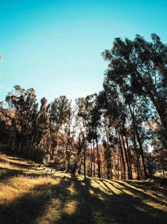 the sun shining down on a wide open area of trees