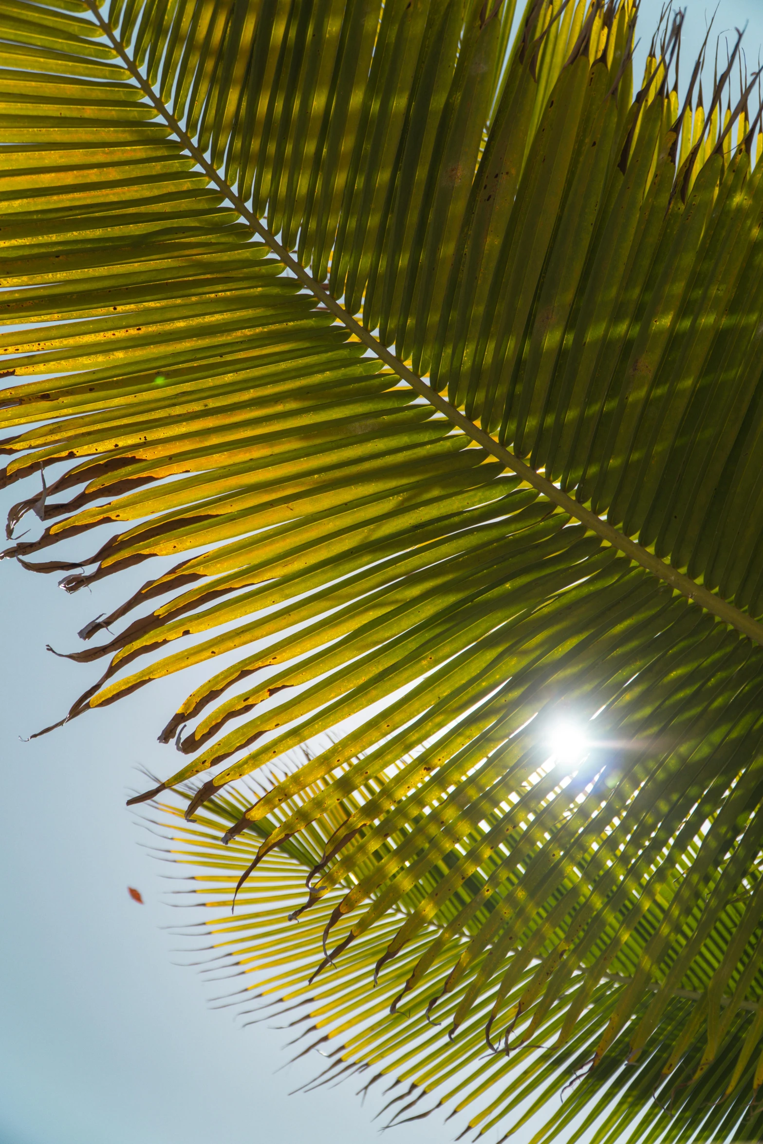 a bird perched on top of a palm tree