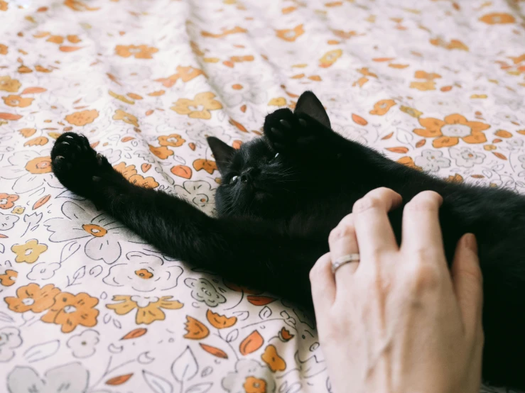 a black kitten with it's paw on someones hand