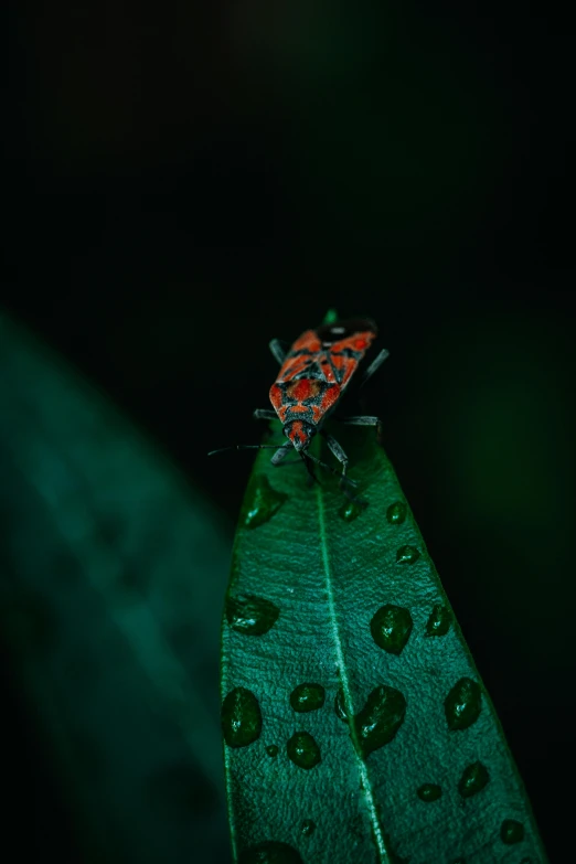 a bug sitting on top of a green leaf