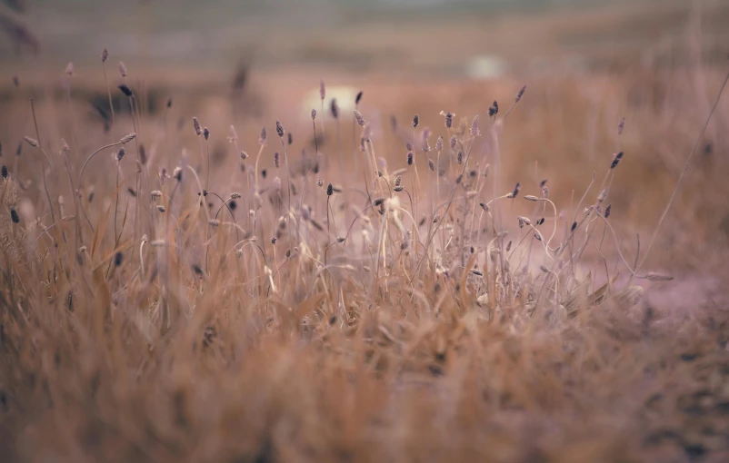 a bunch of small, yellow flowers bloom in the middle of a field