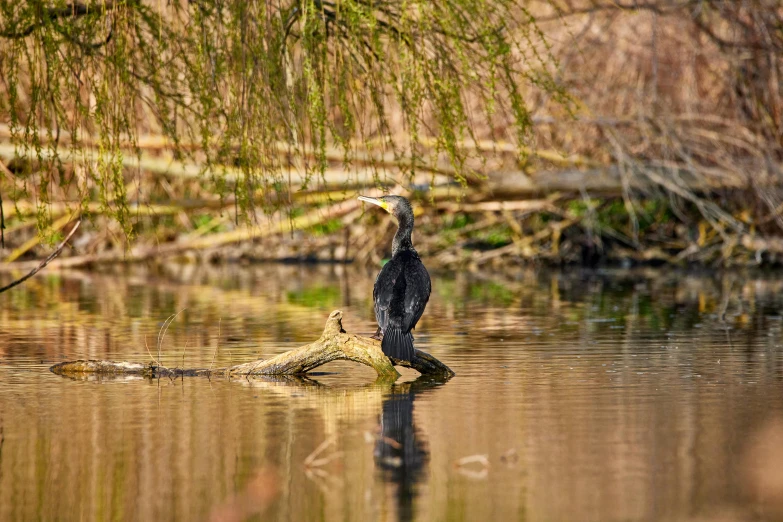 a large bird standing on a nch in water