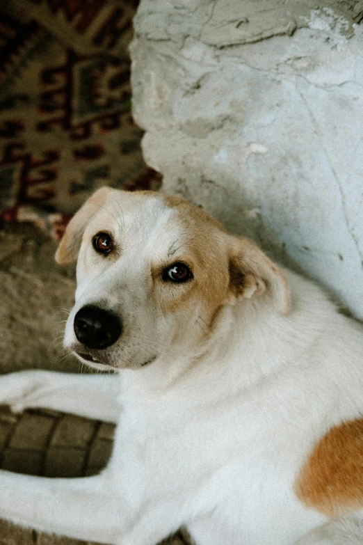 the dog has one eye open as he relaxes