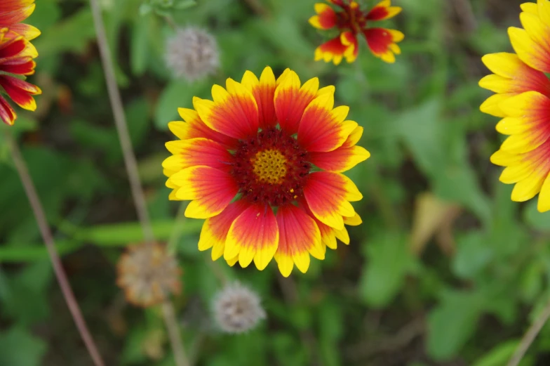 an orange and yellow flower surrounded by other flowers