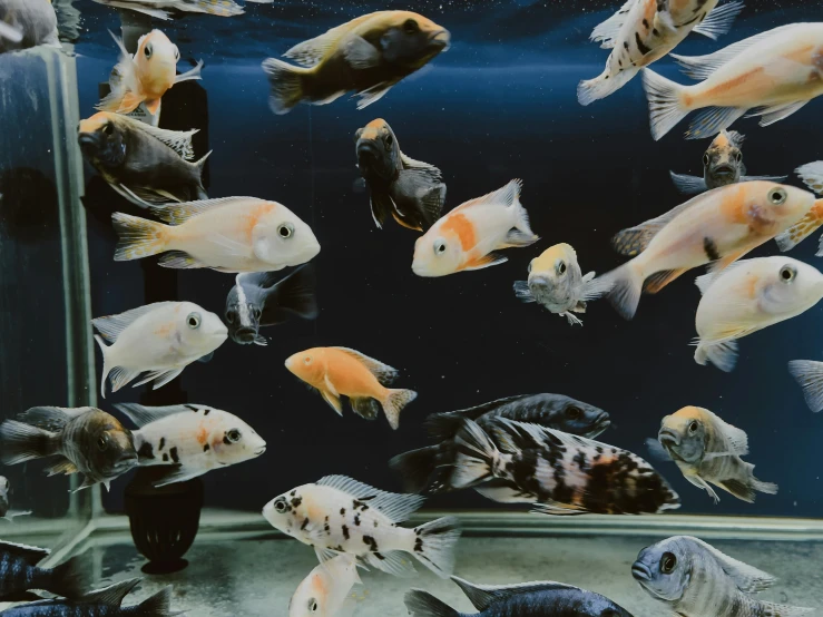 a number of fish in an aquarium under water