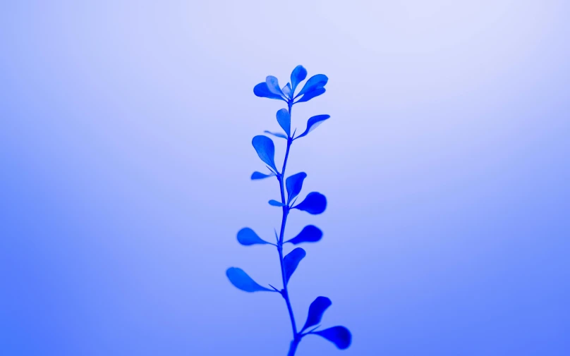 there is an image of a blue plant
