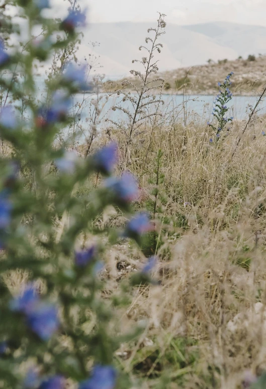 wildflowers grow alongside a river in the countryside