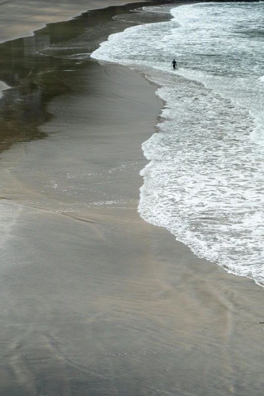 a bird on the sand near a body of water