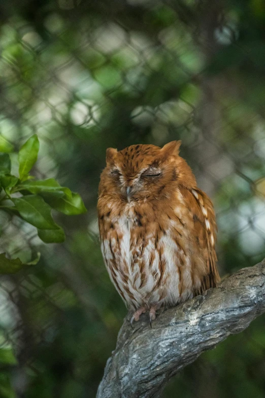 the owl has red, white and black spots