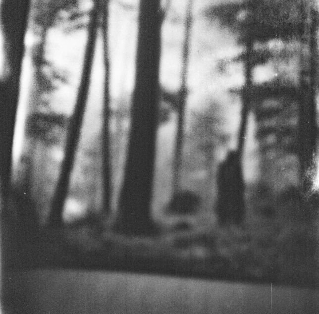 black and white pograph of trees in a park