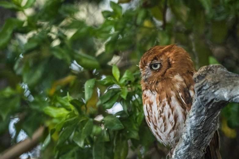 an owl is sitting on a tree nch