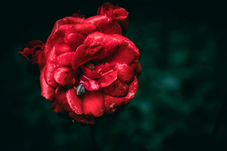 red flower with water drops floating from it