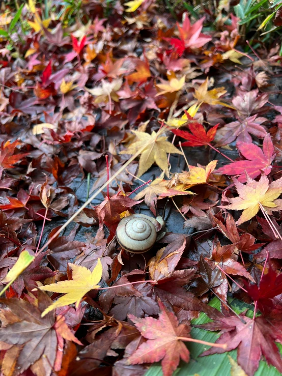 a small snail is sitting on some leaves