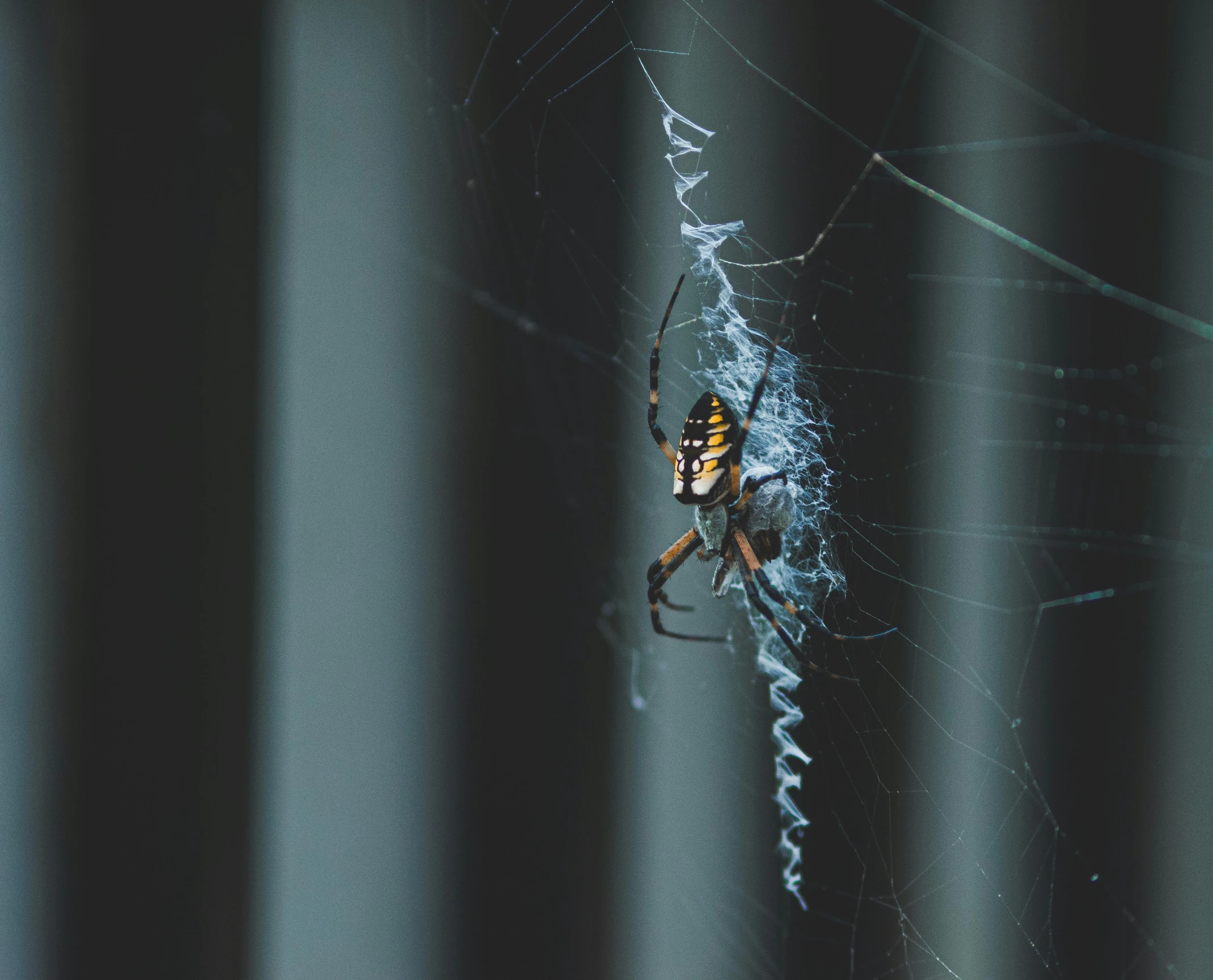 an image of a spider that is hanging on the net