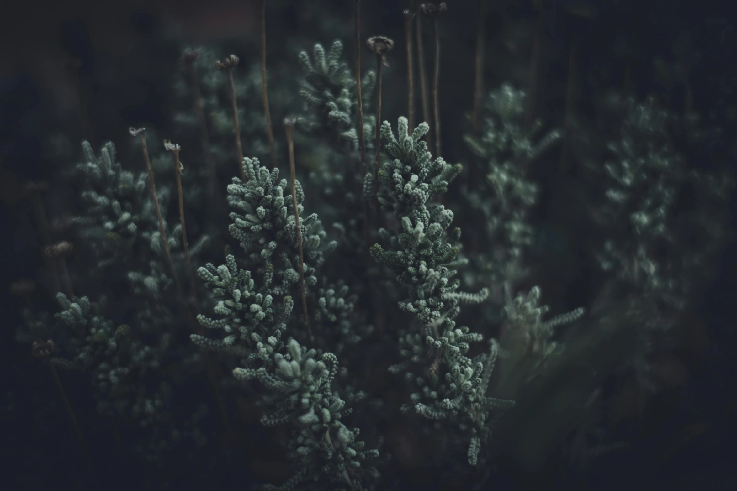 trees that have white and green needles on them