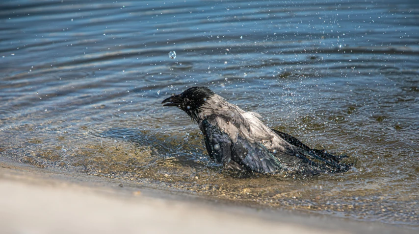 there is a bird that is in the water