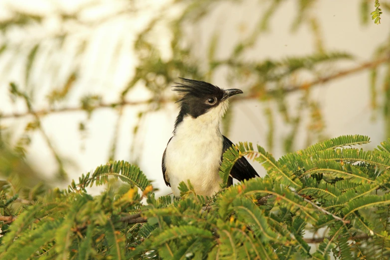 a black and white bird sits among the nches