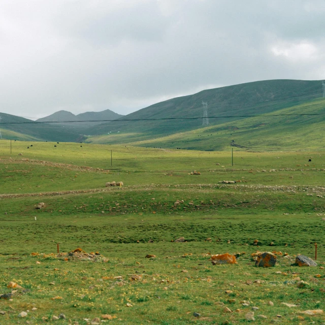 a large pasture with animals grazing and resting in it