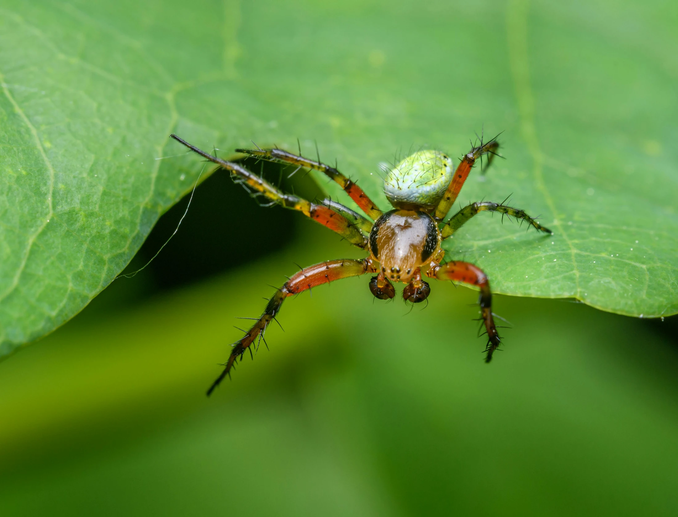 a large spider crawling on a leaf