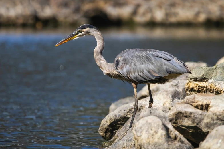 a bird standing on rocks next to water